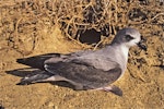 Black-winged petrel | Karetai kapa mangu. Adult by burrow. Curtis Island, Kermadec Islands, November 1989. Image © Alan Tennyson by Alan Tennyson.