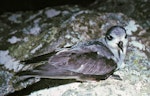 Black-winged petrel | Karetai kapa mangu. Adult at breeding colony. Rangatira Island, Chatham Islands, January 1984. Image © Colin Miskelly by Colin Miskelly.