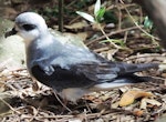 Black-winged petrel | Karetai kapa mangu. Adult on forest floor in daylight. Phillip Island, Norfolk Island, November 2016. Image © Ian Armitage by Ian Armitage.