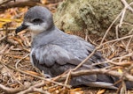 Black-winged petrel | Karetai kapa mangu. Adult at breeding colony. Phillip Island, January 2017. Image © Imogen Warren by Imogen Warren.