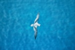 Black-winged petrel | Karetai kapa mangu. Adult in flight. Macauley Island, Kermadec Islands, December 1988. Image © Alan Tennyson by Alan Tennyson.