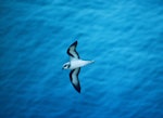 Black-winged petrel | Karetai kapa mangu. Adult in flight. Macauley Island, Kermadec Islands, December 1988. Image © Alan Tennyson by Alan Tennyson.