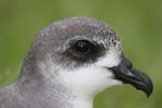 Black-winged petrel | Karetai kapa mangu. Adult head. Raoul Island, Kermadec Islands, January 2009. Image © Gareth Rapley by Gareth Rapley.