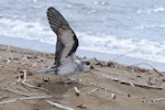 Black-winged petrel | Karetai kapa mangu. Adult showing underwing. Hawai`i - Island of Kaua`i, November 2011. Image © Jim Denny by Jim Denny.