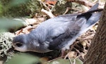 Black-winged petrel | Karetai kapa mangu. Adult on forest floor in daylight. Phillip Island, Norfolk Island, November 2016. Image © Ian Armitage by Ian Armitage.