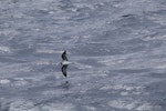 Black-winged petrel | Karetai kapa mangu. Adult in flight. At sea off Whangaroa Harbour, Northland, January 2011. Image © Jenny Atkins by Jenny Atkins.