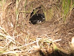 Black-winged petrel | Karetai kapa mangu. Adult entering burrow. Burgess Island, Mokohinau Islands, February 2013. Image © Alan Tennyson by Alan Tennyson.