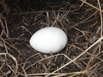 Black-winged petrel | Karetai kapa mangu. Egg. Burgess Island, Mokohinau Islands, February 2013. Image © Alan Tennyson by Alan Tennyson.