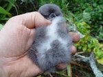 Black-winged petrel | Karetai kapa mangu. Chick in the hand. Rangatira Island, February 2009. Image © Graeme Taylor by Graeme Taylor.