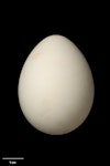 Black-winged petrel | Karetai kapa mangu. Egg 48.8 x 37.4 mm (NMNZ OR.012430, collected by Jim Anton). North Meyer Islet, Kermadec Islands, January 1967. Image © Te Papa by Jean-Claude Stahl.