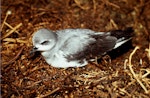 Black-winged petrel | Karetai kapa mangu. Adult on ground at night. Curtis Island, November 1989. Image © Graeme Taylor by Graeme Taylor.