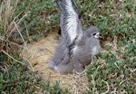 Black-winged petrel | Karetai kapa mangu. Large chick. Curtis Island, Kermadec Islands, May 1982. Image © Colin Miskelly by Colin Miskelly.