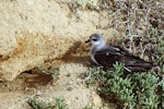 Black-winged petrel | Karetai kapa mangu. Adult at burrow entrance in daylight. Curtis Island, Kermadec Islands, May 1982. Image © Colin Miskelly by Colin Miskelly.