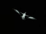 Chatham petrel | Ranguru. In flight at night over colony. Rangatira Island, Chatham Islands, February 2010. Image © David Boyle by David Boyle.