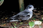 Chatham petrel | Ranguru. Adult at breeding colony. Rangatira Island, Chatham Islands, January 1984. Image © Colin Miskelly by Colin Miskelly.