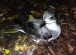 Chatham petrel | Ranguru. Adult at breeding colony. Rangatira Island, Chatham Islands, February 2018. Image © Graeme Taylor by Graeme Taylor.