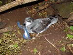 Chatham petrel | Ranguru. Adult (with 'Twink' on head) by nest with neoprene entrance cover. Rangatira Island, Chatham Islands, February 2004. Image © Graeme Taylor by Graeme Taylor.