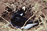 Chatham petrel | Ranguru. Adult in burrow. Rangatira Island, Chatham Islands, January 2002. Image © Department of Conservation (image ref: 10050897) by Helen Gummer, Department of Conservation.