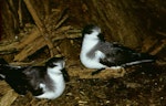 Chatham petrel | Ranguru. Two adults. Rangatira Island, Chatham Islands. Image © Department of Conservation (image ref: 10057162) by Don Merton, Department of Conservation.