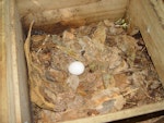 Chatham petrel | Ranguru. Egg in nest box. Rangatira Island, Chatham Islands, February 2004. Image © Graeme Taylor by Graeme Taylor.