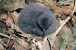 Chatham petrel | Ranguru. Chick. Rangatira Island, Chatham Islands, March 2002. Image © Department of Conservation (image ref: 10054306) by Ross Curtis, Department of Conservation.