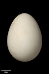 Chatham petrel | Ranguru. Egg 50.9 x 37.1 mm (NMNZ OR.026921, collected by Helen Gummer). Rangatira Island, Chatham Islands, January 2001. Image © Te Papa by Jean-Claude Stahl.