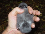 Chatham petrel | Ranguru. Chick in the hand. Rangatira Island, Chatham Islands, February 2012. Image © Graeme Taylor by Graeme Taylor.