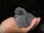 Chatham petrel | Ranguru. Chick in hand. Rangatira Island, Chatham Islands, February 2009. Image © Graeme Taylor by Graeme Taylor.