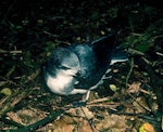 Chatham petrel | Ranguru. Large chick close to fledging. Rangatira Island, Chatham Islands, May 2001. Image © Colin Miskelly by Colin Miskelly.