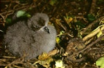 Chatham petrel | Ranguru. Chick. Rangatira Island, Chatham Islands, January 2004. Image © Department of Conservation (image ref: 10057167) by Don Merton, Department of Conservation.