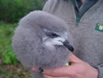 Chatham petrel | Ranguru. Chick in the hand. Pitt Island, Chatham Islands, May 2010. Image © Graeme Taylor by Graeme Taylor.