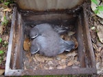 Chatham petrel | Ranguru. Adult and chick in nest box. Pitt Island, Chatham Islands, May 2010. Image © Graeme Taylor by Graeme Taylor.