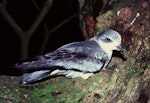 Chatham petrel | Ranguru. Adult at breeding colony. Rangatira Island, Chatham Islands, December 1983. Image © Colin Miskelly by Colin Miskelly.