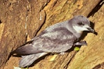 Chatham petrel | Ranguru. Adult at breeding colony. Rangatira Island, Chatham Islands, January 1991. Image © Alan Tennyson by Alan Tennyson.