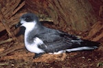 Chatham petrel | Ranguru. Adult at breeding colony. Rangatira Island, Chatham Islands, February 2004. Image © Department of Conservation (image ref: 10054728) by Don Merton, Department of Conservation.