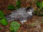 Chatham petrel | Ranguru. Adult at breeding colony. Rangatira Island, Chatham Islands, February 2009. Image © Graeme Taylor by Graeme Taylor.