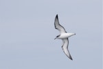 Cook's petrel | Tītī. In flight ventral (presumed southern form). Foveaux Strait, January 2015. Image © Steve Attwood by Steve Attwood.