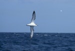 Cook's petrel | Tītī. Ventral view of adult in flight. Hauraki Gulf, January 2004. Image © Alan Tennyson by Alan Tennyson.