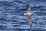 Cook's petrel | Tītī. Dorsal view of southern subspecies in flight. Foveaux Strait, December 2022. Image © Oscar Thomas by Oscar Thomas.