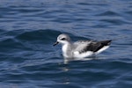 Cook's petrel | Tītī. Southern subspecies on water. Foveaux Strait, December 2022. Image © Oscar Thomas by Oscar Thomas.