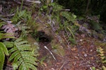 Cook's petrel | Tītī. Burrow entrance. Whenua Hou / Codfish Island, December 2011. Image © Colin Miskelly by Colin Miskelly.