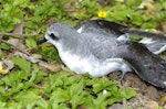 Cook's petrel | Tītī. Adult showing head and neck markings. Hawai`i - Island of Kaua`i, September 2006. Image © Jim Denny by Jim Denny.