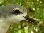 Cook's petrel | Tītī. Close view of adult head and bill. Whenua Hou / Codfish Island, March 2006. Image © Graeme Taylor by Graeme Taylor.