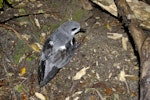 Cook's petrel | Tītī. Adult at breeding colony showing back and folded wings. Whenua Hou / Codfish Island, December 2011. Image © Colin Miskelly by Colin Miskelly.