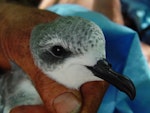 Cook's petrel | Tītī. Close view head and bill of adult. Whenua Hou / Codfish Island, November 2004. Image © Graeme Taylor by Graeme Taylor.