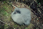 Cook's petrel | Tītī. Chick. Little Barrier Island, February 1974. Image © Department of Conservation (image ref: 10035329) by John Kendrick, Department of Conservation.