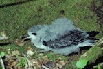 Cook's petrel | Tītī. Fledgling. Little Barrier Island, January 1980. Image © Department of Conservation (image ref: 10033412) by John Kendrick, Department of Conservation.