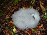 Cook's petrel | Tītī. Chick placed outside burrow. Whenua Hou / Codfish Island, March 2006. Image © Graeme Taylor by Graeme Taylor.