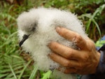 Cook's petrel | Tītī. Chick in hand. Whenua Hou / Codfish Island, March 2006. Image © Graeme Taylor by Graeme Taylor.