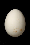 Cook's petrel | Tītī. Egg 51.6 x 38.9 mm (NMNZ OR.006874, collected by Edgar Stead). Codfish Island, January 1935. Image © Te Papa by Jean-Claude Stahl.